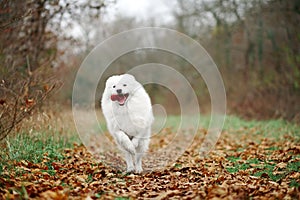 A Samoyed dog is running fast in the autumn park. White fluffy purebred dog shotted in a jump outdoors