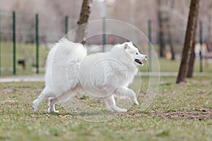 Samoyed dog running and playing in the park. Big white fluffy dogs on a walk