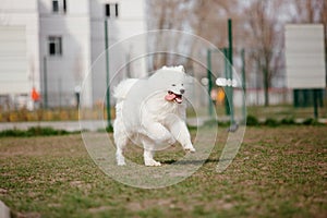 Samoyed dog running and playing in the park. Big white fluffy dogs on a walk