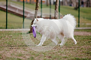 Samoyed dog running and playing in the park. Big white fluffy dogs on a walk