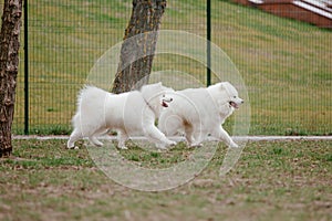 Samoyed dog running and playing in the park. Big white fluffy dogs on a walk