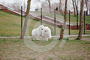 Samoyed dog running and playing in the park. Big white fluffy dogs on a walk