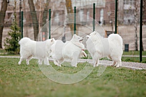 Samoyed dog running and playing in the park. Big white fluffy dogs on a walk