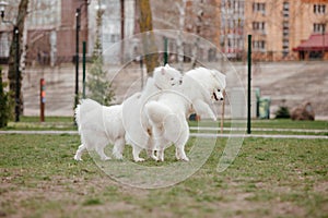 Samoyed dog running and playing in the park. Big white fluffy dogs on a walk