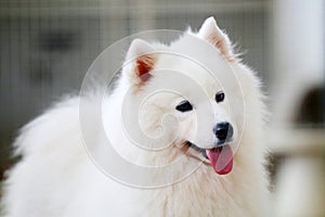 Samoyed dog smiling portrait. Fluffy dog. White dog. Happy dog