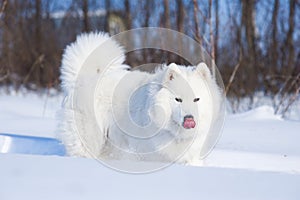 Samoyed dog on the snow