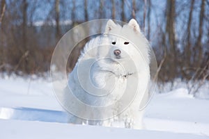 Samoyed dog on the snow