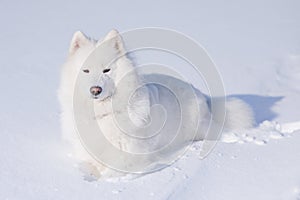 Samoyed dog on the snow