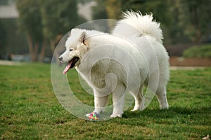 Samoyed dog standing on grass lawn