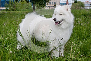 Samoyed dog is standing in the green grass. Samoiedskaya sobaka or nenetskaya laika.