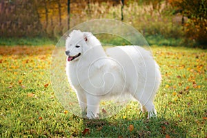 Samoyed dog stands on green grass