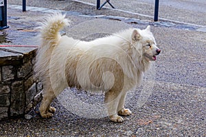A Samoyed dog stands waiting on sidewalk