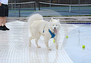 Samoyed dog at swimming pool edge