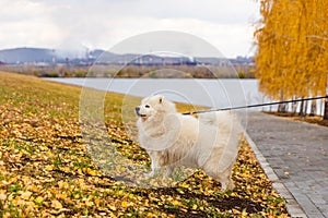 Samoyed dog walking in the city autumn Park