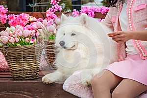 Samoyed dog, white husky, funny fluffy Samoyed dog lies among the spring flowers