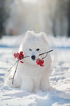 Samoyed Dog  in winter