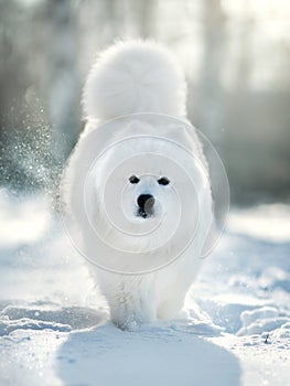 Samoyed Dog  in winter