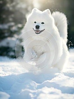 Samoyed Dog  in winter