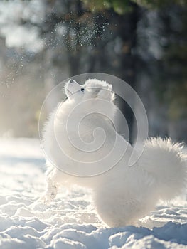 Samoyed Dog  in winter