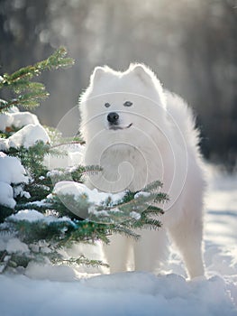 Samoyed Dog  in winter