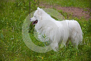 Samoyed dog in the wood