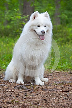 Samoyed dog in the wood