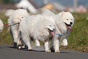 Samoyed dogs