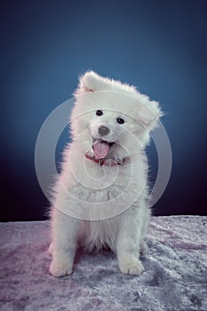 Samoyed Laika puppy with protruding tongue in color highlight