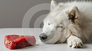 A Samoyed lying next to a slice of raw beef heart on a plain grey background, focusing solely on the interaction