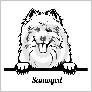 Samoyed - Peeking Dogs - breed face head isolated on white