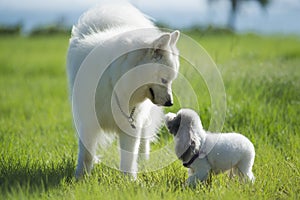 Samoyed and Pudel in love