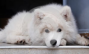 Samoyed puppy