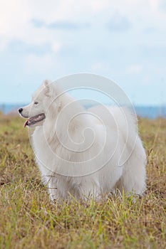 Samoyed puppy