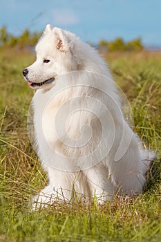 Samoyed puppy