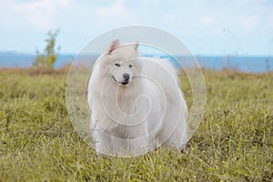 Samoyed puppy