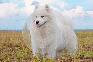 Samoyed puppy