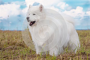 Samoyed puppy