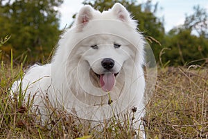 Samoyed puppy