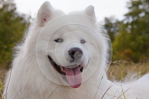 Samoyed puppy