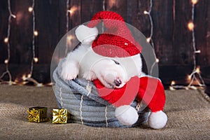 Samoyed puppy dog in Santa Claus hat