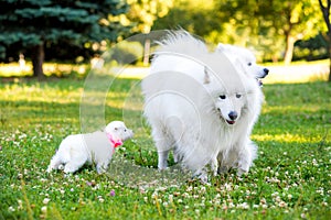 Samoyed puppy and parents