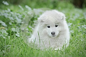 Samoyed puppy portrait