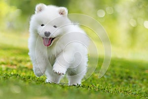 Samoyed puppy running in a meadow