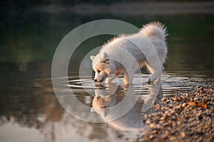 Samoyed puppy stands at the water`s edge of a lake and drinks the water. Small white baby dog on the bank is kissed by the settin