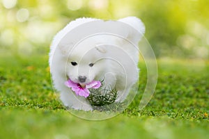 Samoyed puppy walking in a meadow