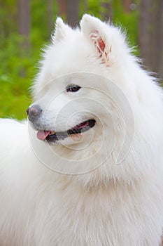 Samoyed puppy in the wood