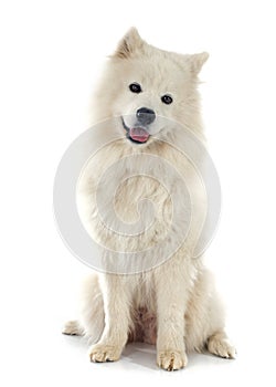 Samoyed