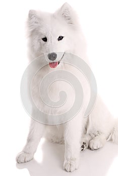 samoyed's dog