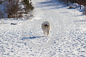 Samoyed - Samoyed beautiful breed Siberian white dog. The dog runs along a snowy path and has a tongue out. There are snow-covered