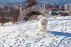 Samoyed - Samoyed beautiful breed Siberian white dog. The dog runs along a snowy road and has his tongue out. The city can be seen